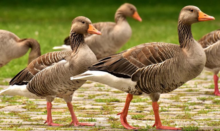 Kars evden eve taşımacılık, Kars evden eve nakliyat, Kars evden eve asansörlü taşımacılık, Kars evden eve asansörlü nakliyat, Kars evden eve taşımacılık firmaları, Kars evden eve nakliyat firmaları, Kars evden eve asansörlü nakliyat firmaları, Kars evden eve asansörlü taşımacılık firmaları, Kars taşıma firmaları, Kars nakliyat firmaları